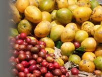 Cartagena de Indias (33)