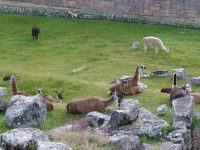 Machu Pichu (15)