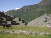 Machu Pichu (52)