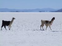 Uyuni (29)